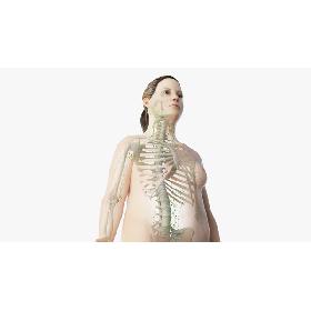 Obese  Female Skin, Skeleton And Lymphatic System Rigged 3D model